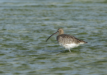 Curlews searching food