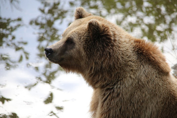 Braunbär sitzt am Wasser, nachdenklich