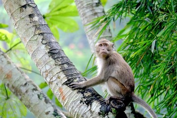 Monkeys crouching on a palm tree trunk, his eyes cautiously viewed conditions surrounding. This is Long-tailed macaques