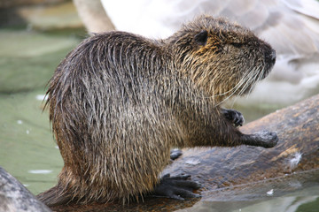 Nutria am Wasser, macro