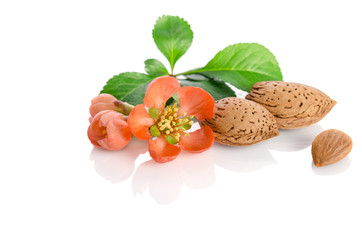 Paradise flower with almond nuts isolated on white background