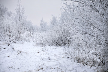 Trees covered with snow