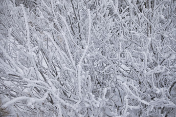 Close-up bushes covered with snow