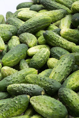 a lot of young cucumbers as background