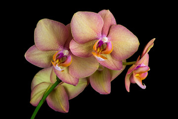 Multicolor orchid flower