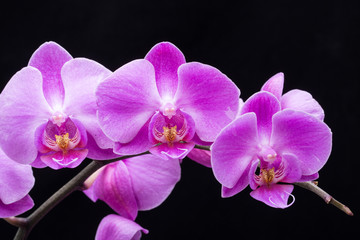 Fototapeta na wymiar Pink streaked orchid flower, isolated on black background