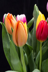 colorful bouquet of fresh spring tulip flowers