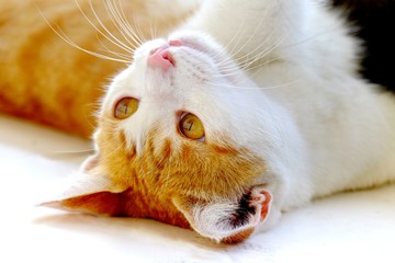 Cute cat in a lying position, with the head facing up, in an inverted position