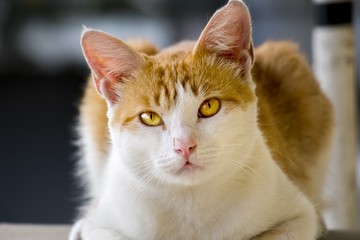 Cute cat with a blank expression, glowing eye, looking at the camera