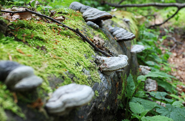 Gourds on fallen tree in forest