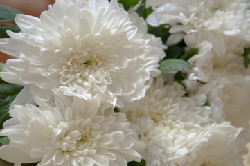 White chrysanthemum in the bouquet