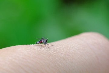Little mosquito bitting human's skin, photographed at close distance