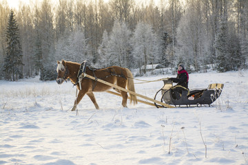 Fototapeta na wymiar Horse and sleight in winter 