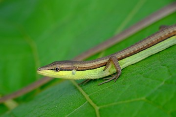 Small lizard crawling on leaves, exposing the head and two front legs, and seem smiling