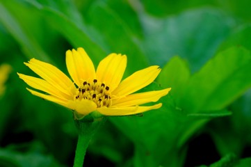 Beautiful yellow flower, captured from bottom, shows group of leaf, green petal and bright yellow flower's corolla