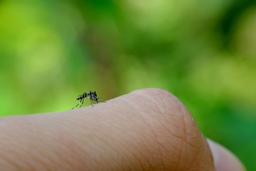 Little mosquito bitting human's skin, photographed at close distance