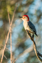 Red-bellied woodpecker (Melanerpes carolinus) is sitting on the branch.  Wildlife scene from Florida, USA. Spring day on the meadow.