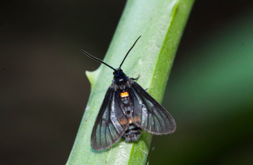 Close up of little single butterfly on the Aloe Vera