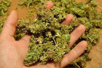 marijuana in the palm of a smoker