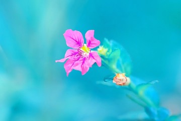 Red colored small flower with beautiful blue background
