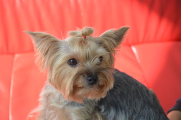 Picture of a beautiful purebred dog breed Yorkshire Terrier