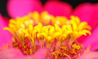 Beautiful flower's buds captured from close range