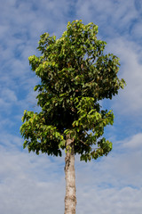 Dipterocarpus alatus Roxb green beautiful high.