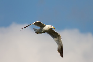 Silbermöwe im Flug vor schönem Himmel