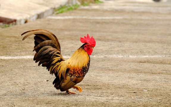 Little rooster walking, chicken crossing the road