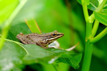 Macro photo of  small frog relaxing in the bush