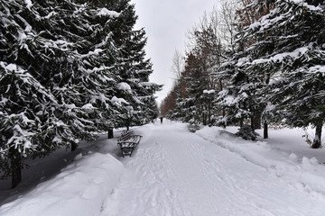 Bench in the park alley covered with snow