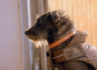 konzentriert, grauer Schnauzer- Terriermischling mit Winterjacke sitzt konzentriert in der Sonne