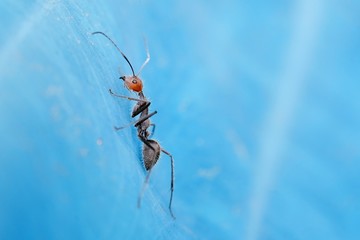 Ant which have black colored body and red colored head, crawling in blue surface