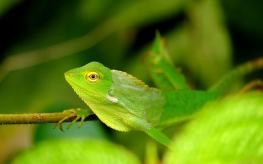 This is Bronchocela jubata, found mainly in indonesia.  the english name is 