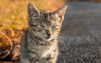 Stray cat blinking eye, and seem messy because have been living in harsh enviroment