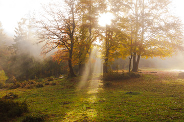 The sun's rays shine through the golden leaves of beeches in the foggy morning in a golden autumn.