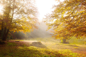 The sun's rays shine through the golden leaves of beeches in the foggy morning in a golden autumn.