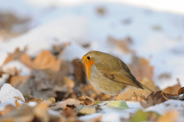 Wintering Robin among dry leaves in the snow