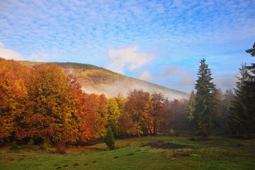 Fototapeta premium Bright Autumn sky and yellow and red beech forest in the Carpathian Mountains in the golden autumn season.