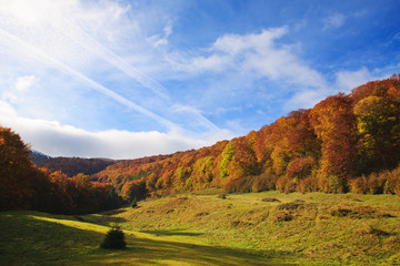 Bright Autumn sky and yellow and red beech forest in the Carpathian Mountains in the golden autumn season.