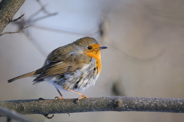 Perching Robin in winter