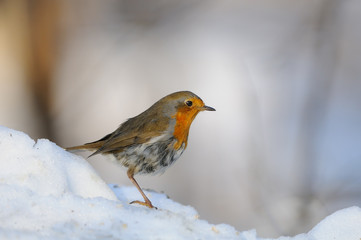 Wintering Robin walking in the snow