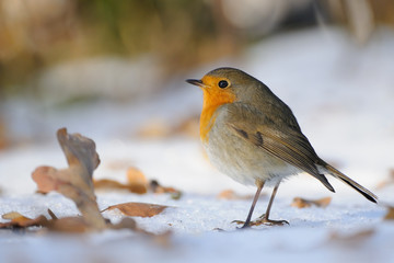 Wintering Robin walking in the snow - 128261662