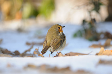 Wintering Robin walking in the snow