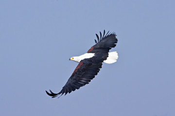 Fish Eagle - St Lucia