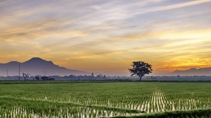 Very vast, broad, extensive, spacious rice field, streched into the horizon.  Behind it is a line of hills and mountains. Lonely tree far away.  Beautiful cloud and sky.  captured at sunrise