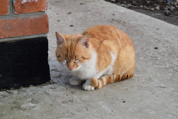 Adult red- white cat. Sitting on concrete red cat
