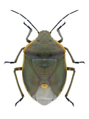 Bug Chlorochroa pinicola on a white background