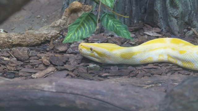 Close up of a albino Burmese python with its pink tongue showing