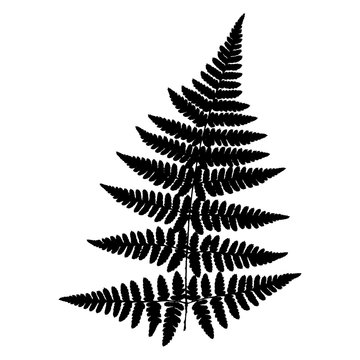 Fern 18. Silhouette of a fern on a white background. Vector.